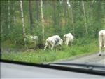 Sweden 2007-08 047